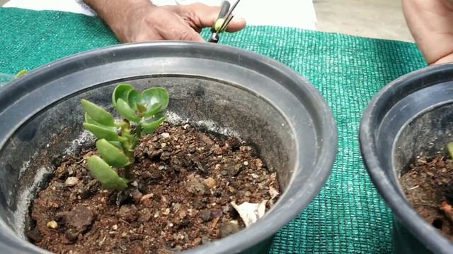 KALANCHOE.... Best Flowering  Pant. / Propagation Of Kalanchoe  Plant.
