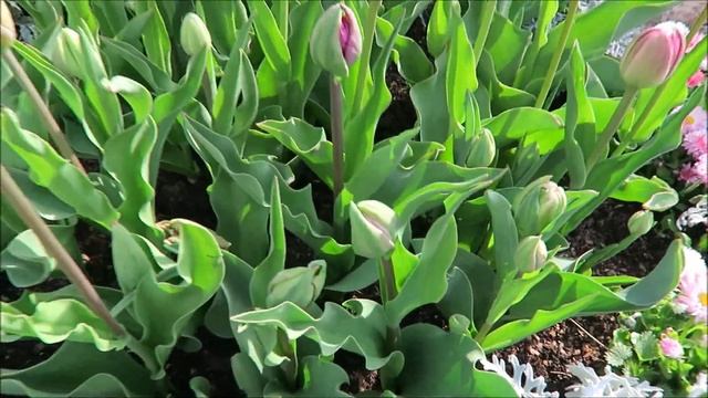 Огород: биопрепараты, клумбы, газон 2020 07 смотреть онлайн