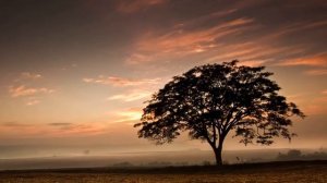 К ЧЕМУ СНИТСЯ ДЕРЕВО - ВИДЕТЬ ДЕРЕВЬЯ ВО СНЕ - Толкование Снов - СОННИК