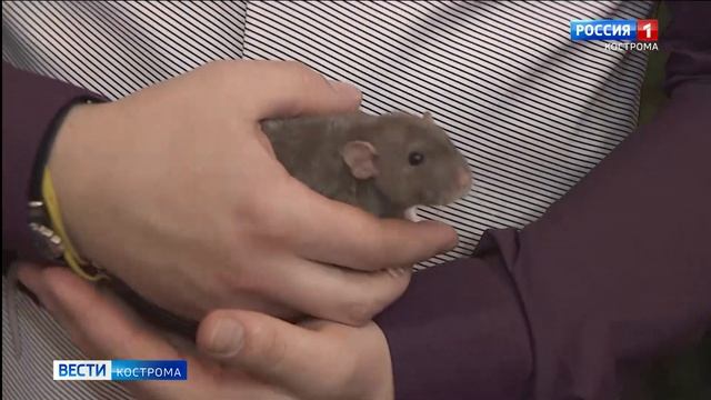 Какой он, символ 2020-го? Костромичей познакомили с «Крыской-артисткой» смотреть онлайн