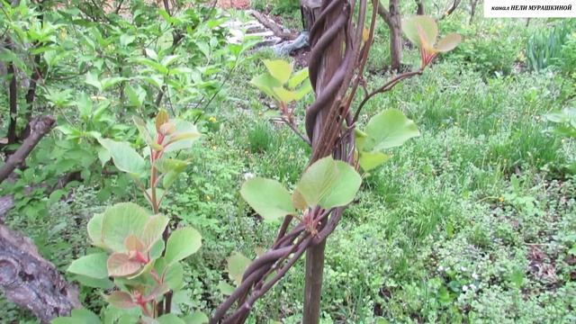 КИВИ в вашем саду - это КРУТО!!!