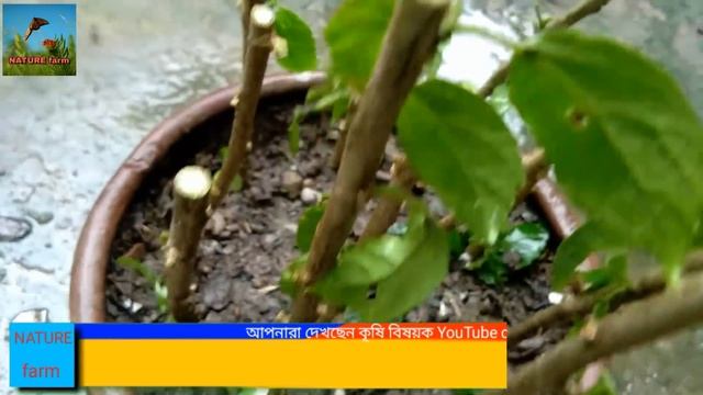 শুধুমাত্র কাটিং করে গাছের চারা তৈরী করে নিন। জবা গাছে কলম পদ্ধতি।seedling plant by cutting the puls смотреть онлайн