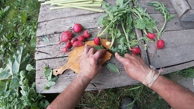 РЕВЕНЬ В САДУ.ЧТО ЗА ЧУДО.... смотреть онлайн