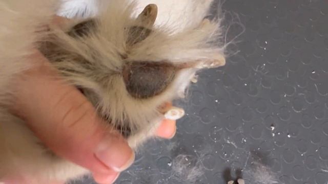 Как постричь когти собаке смотреть онлайн