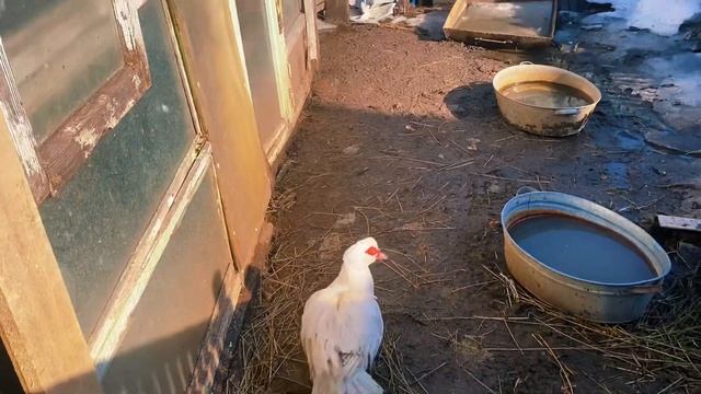 СОДЕРЖАНИЕ ПТИЦЫ.ЖИЗНЬ ПРОСТЫХ ЛЮДЕЙ В ДЕРЕВНЕ.ОГОРОДНЫЕ РАБОТЫ????врекомендованные,дом,деревня, смотреть онлайн