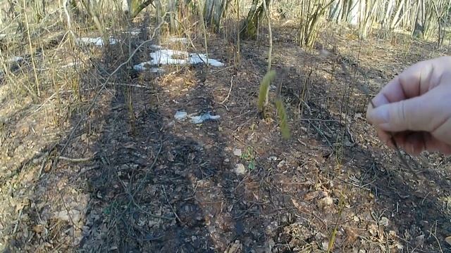 Традиционная прогулка по лошадиной тропе. Два вида папоротника. смотреть онлайн