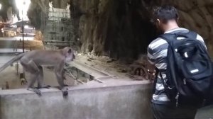 Парень дразнит обезьяну в храме. Куала-Лумпур, Малайзия