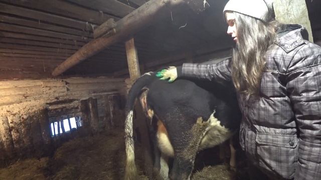 Признаки скорого отёла коровы. Как понять когда родит корова? смотреть онлайн