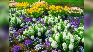 Первоцветы в саду. Интересные идеи.