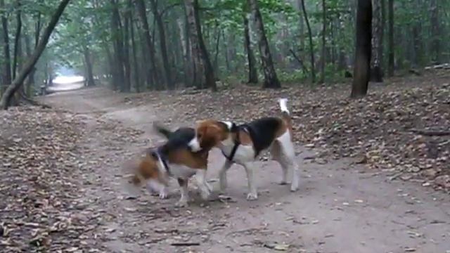 Бигли разговаривают