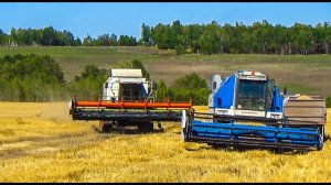 Уборочная 2021. Енисей 950 и Клаас Мега-360. Сравниваем скорость уборки, визуально. Первая часть.