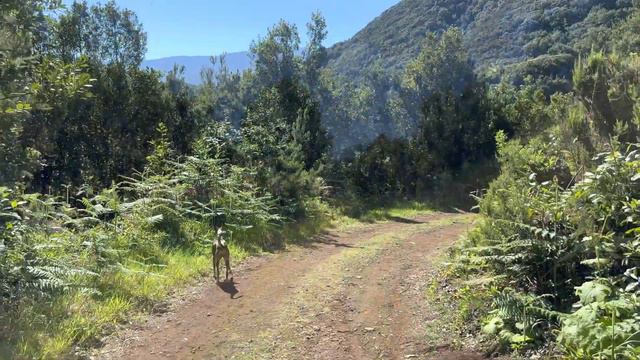 Hiking Garafia, La Palma: "The Magic Of Water" (4K) смотреть онлайн
