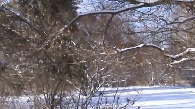 Видео. Природа Новосибирска. смотреть онлайн