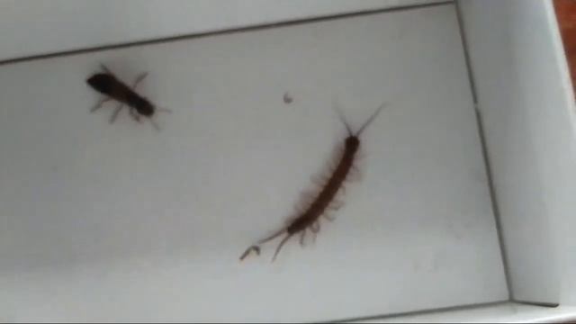 Staphylinus Caesareus VS Lithobius Forficatus