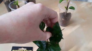 Эксперимент. Гель для укоренения черенков растений ФИТОКЛОН отзыв.