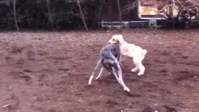 Spinone Great Dane смотреть онлайн