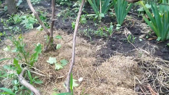 Виноград після цвітіння ч.2 смотреть онлайн