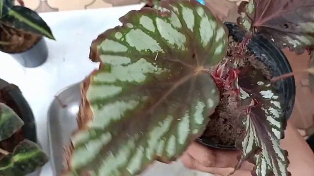 Rex Begonia stem cutting propogation// malyalam смотреть онлайн
