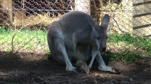 Werribee Zoo, Melbourne - AUSTRALIA смотреть онлайн