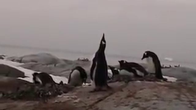 Gentoo Penguins Honking смотреть онлайн