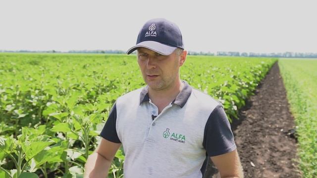 Smart Field #5: внесение инсектицида на подсолнечнике с помощью дрона смотреть онлайн