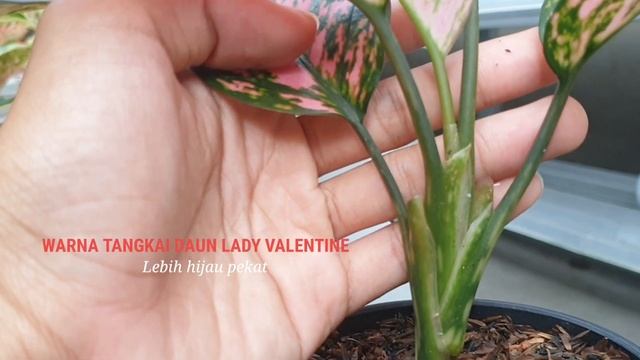 PERBEDAAN AGLONEMA LADY VALENTIN, RUBI PINK Dan RUBI SUPER PINK