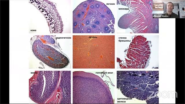 Алексей Маслов "Летучие мыши и гле они обитают в Сибири" смотреть онлайн