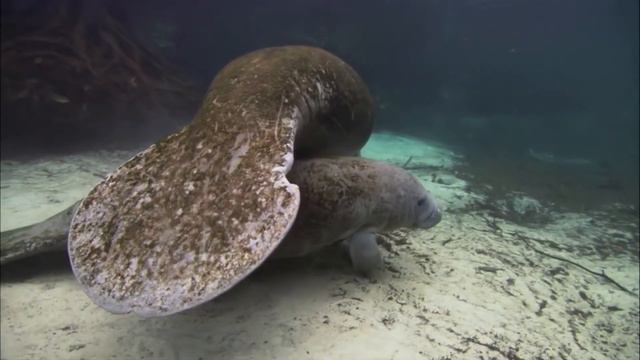 Manatí, Vaca marina (Trichechus) | Datos curiosos de animales смотреть онлайн