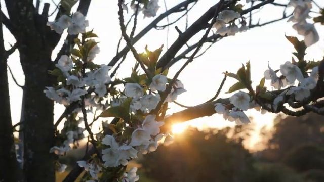 Armand Amar - La Terre vue du ciel "le zoom de la vie" смотреть онлайн