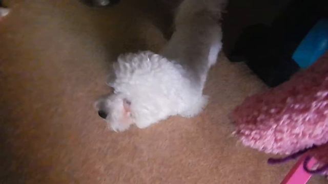 Бишон Фризе смотреть онлайн