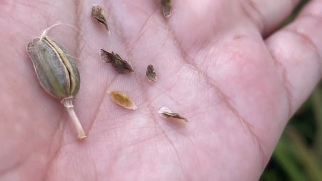 Как Цветёт И Размножается Алоэ Вера Столетник смотреть онлайн