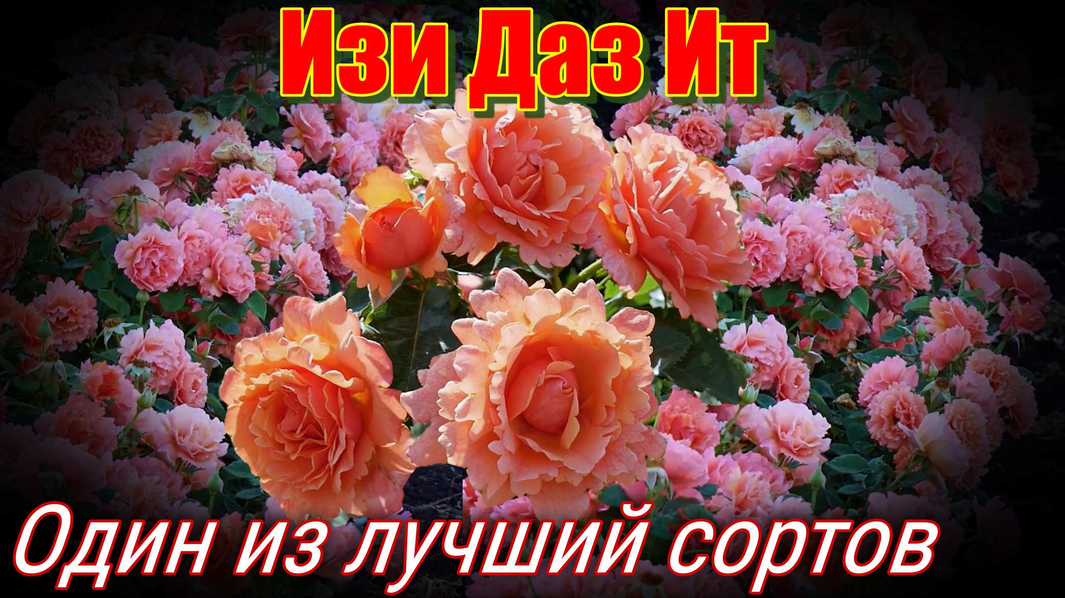 Одна из лучших флорибунд Изи Даз Ит - Easy Does It (Harkness, 2010) смотреть онлайн