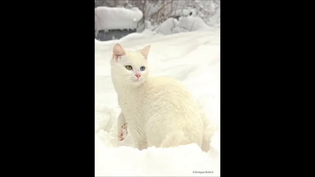 Жил на свете, белый кот! - Детские Стихи - Люси Ефим-Олина смотреть онлайн