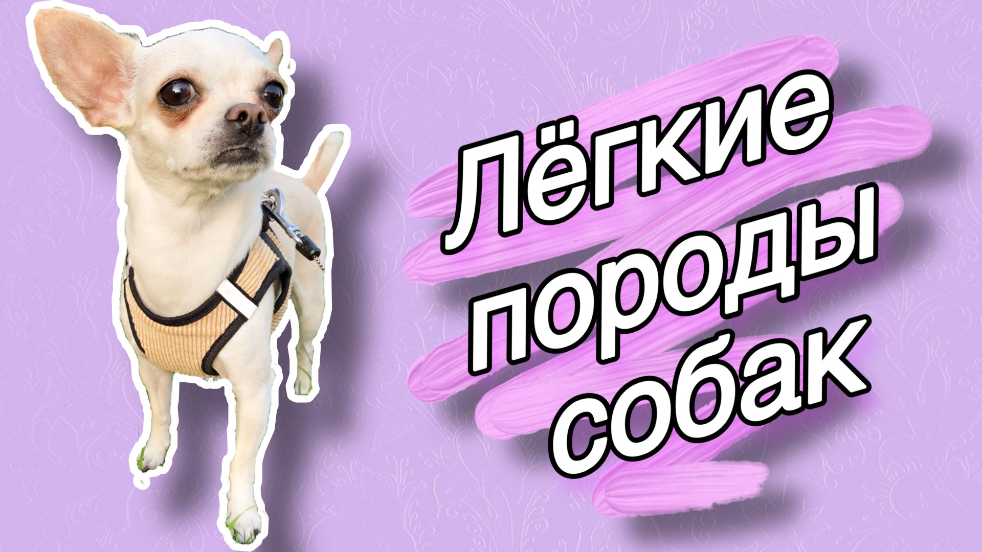 НЕПРИХОТЛИВЫЕ ПОРОДЫ СОБАК|ЛЁГКИЕ В УХОДЕ И СОДЕРЖАНИИ СОБАКИ|СОБАКИ ДЛЯ НОВИЧКОВ