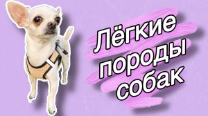 НЕПРИХОТЛИВЫЕ ПОРОДЫ СОБАК|ЛЁГКИЕ В УХОДЕ И СОДЕРЖАНИИ СОБАКИ|СОБАКИ ДЛЯ НОВИЧКОВ