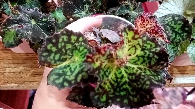 Бегония декоративно-лиственная смотреть онлайн
