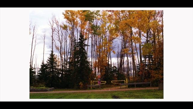 Capturing Fall on Film with the Contax 139 Quartz смотреть онлайн