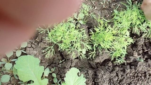 #48переезднаюг#купилидом#кубань ПОДГОТОВКА К РЕМОНТУ ПРОДОЛЖАЕТСЯ/УХОД ЗА РАСТИШКАМИ смотреть онлайн