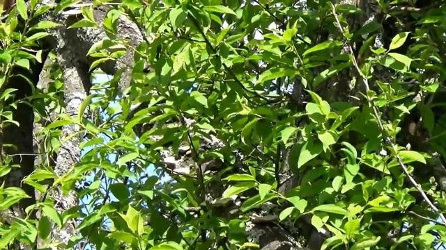 Трутовики в лесу, похожие на грибы Вешенки. смотреть онлайн