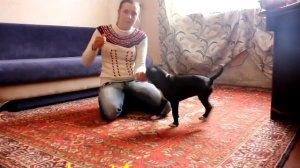 Как приучить щенка к лотку или пеленке? Приучение щенка к туалету дома