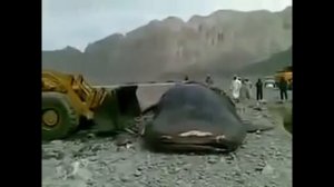 Супер огромный сом в мире!