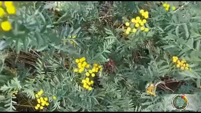 Пижма обыкновенная. Лекарственные травы. смотреть онлайн