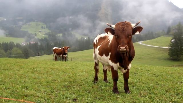 Чехия (Прага), Австрия, Германия смотреть онлайн
