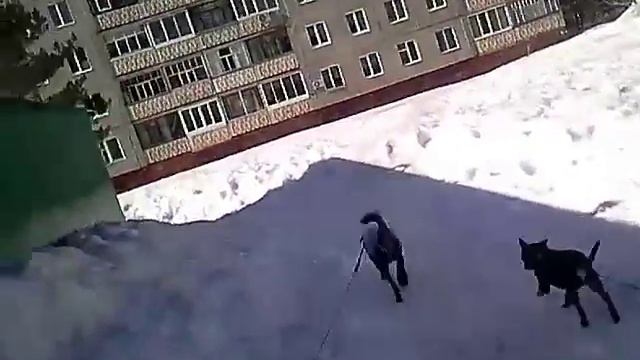 VLOG: прогулка с собаками. смотреть онлайн