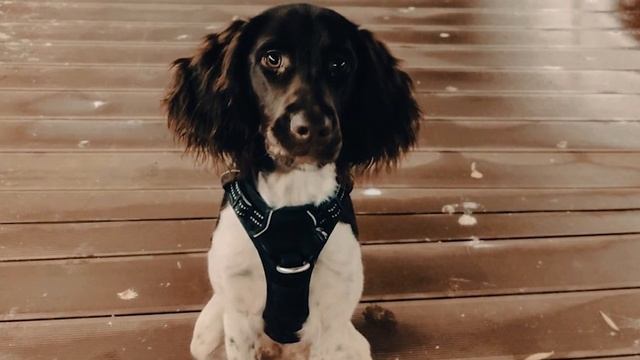 English Setter Vs Small Munsterlander: Who's the Best Dog breed? смотреть онлайн