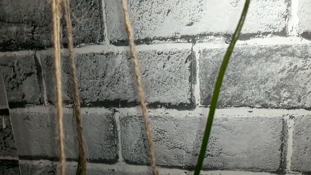 Венерина мухоловка, цветение смотреть онлайн