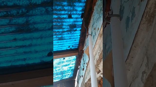 Как прогнать голубей с балкона смотреть онлайн