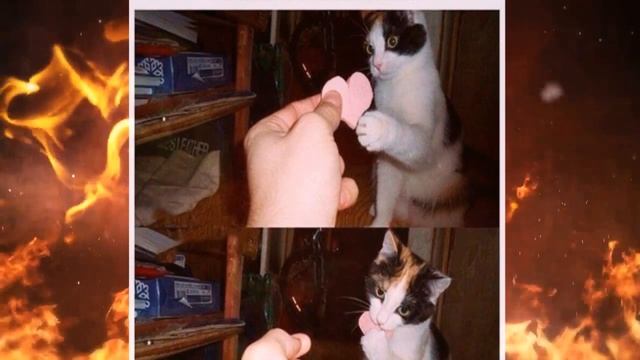 Прикольные и смешные картинки смотреть онлайн