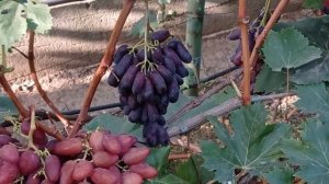 @Виноград Красава  Новый виноград