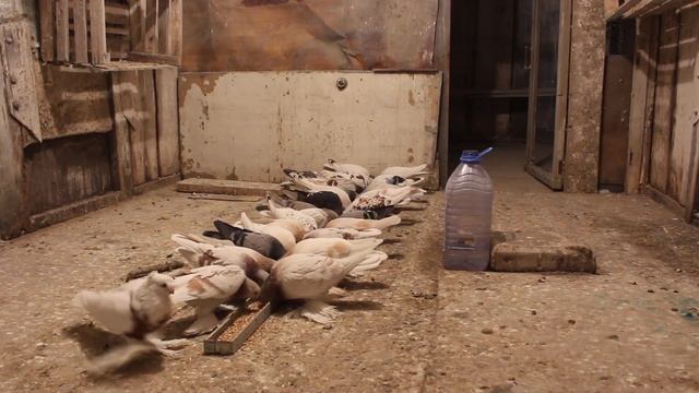 Кормления голубей на ночь смотреть онлайн